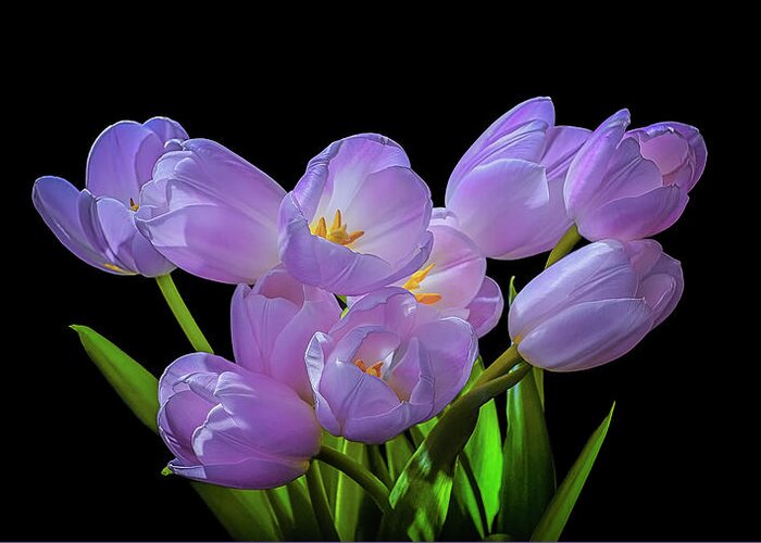 Spring Greeting Card featuring the photograph Lilac Tulips by Loredana Gallo Migliorini