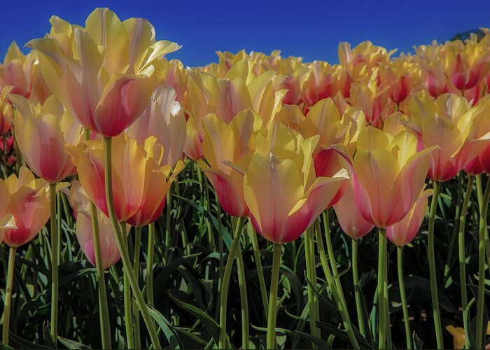 Oregon Greeting Card featuring the photograph Tulips #2 by Greg Waddell