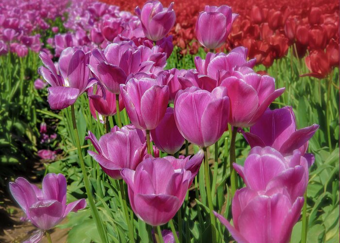 Oregon Greeting Card featuring the photograph Tulips #3 by Greg Waddell
