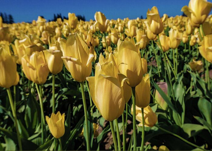 Oregon Greeting Card featuring the photograph Tulips #4 by Greg Waddell