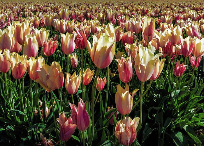 Oregon Greeting Card featuring the photograph Tulips #6 by Greg Waddell