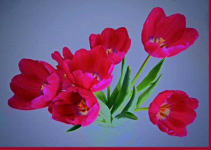 Abstract Greeting Card featuring the photograph Tulips Bursting by Alida M Haslett