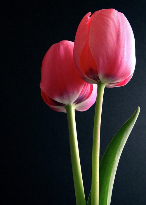 Tulip Greeting Card featuring the photograph Tulips by Julia Wilcox