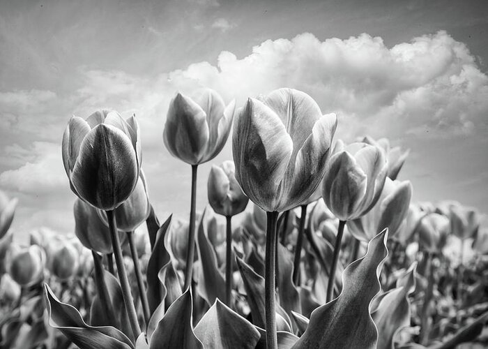 Clouds Greeting Card featuring the photograph Tulips Waving in the Wind Black and White by Debra and Dave Vanderlaan