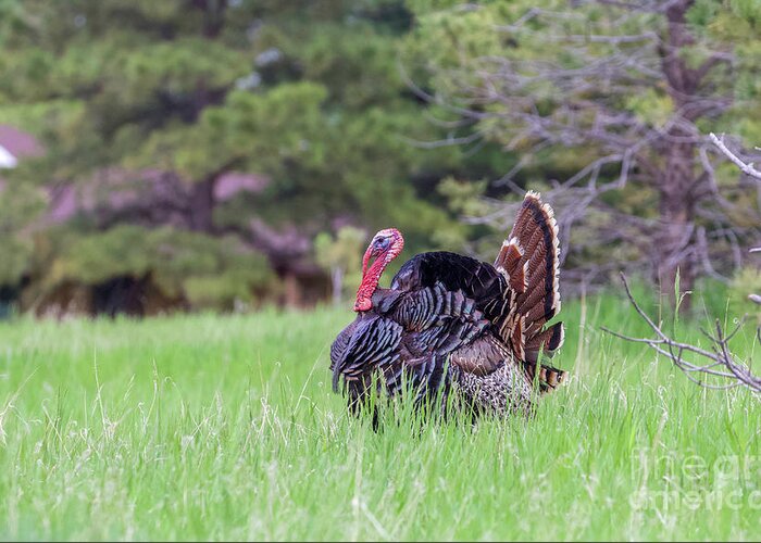 Wild Turkeys Greeting Card featuring the photograph Turkey #1 by Shirley Dutchkowski