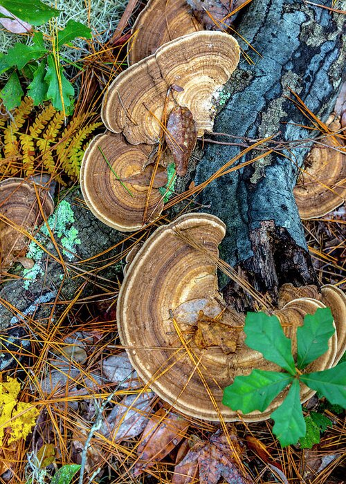 Forest Greeting Card featuring the photograph Turkey Tail Fungi by W Chris Fooshee