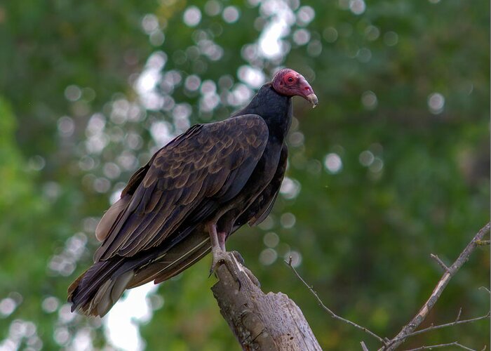 Bird Greeting Card featuring the photograph Turkey Vulture 5 by Alan C Wade