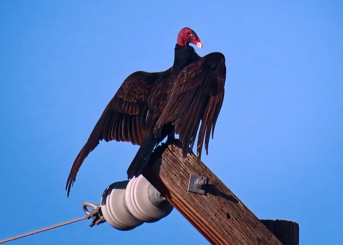 Arizona Greeting Card featuring the photograph Turkey Vulture in Horaltic Pose by Judy Kennedy