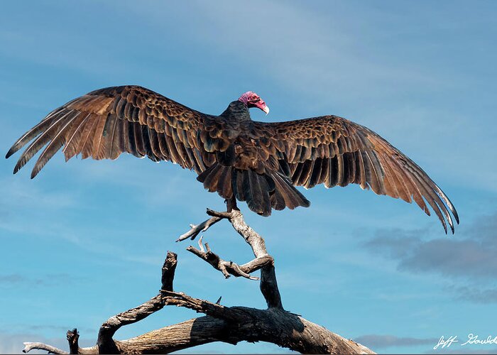 Adult Greeting Card featuring the photograph Turkey Vulture Perched in a Dead Tree by Jeff Goulden