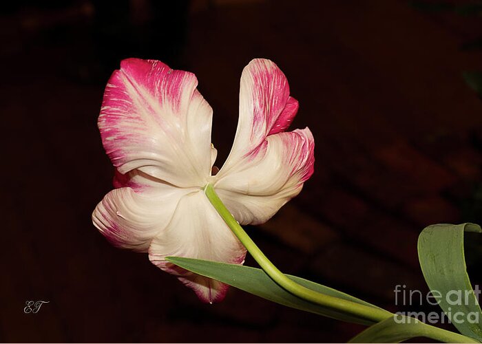 Tulip Greeting Card featuring the photograph Turning Away by Elaine Teague