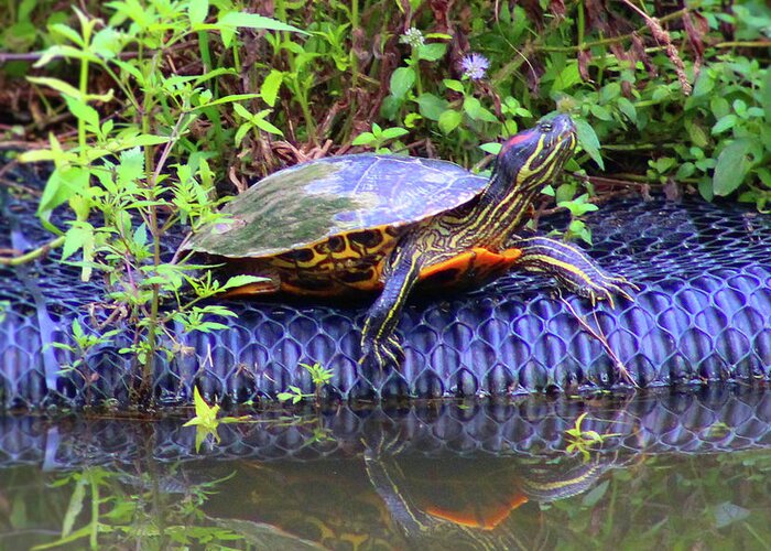 Turtle Greeting Card featuring the photograph Turtle Reflection by Christopher Reed