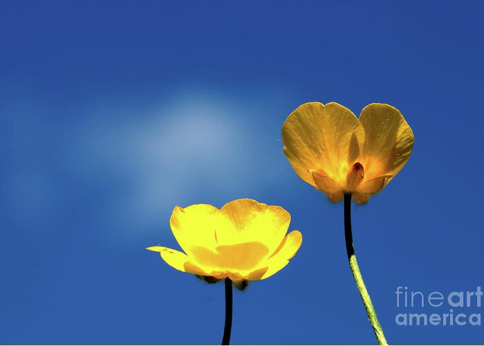Flower Greeting Card featuring the photograph Twin Cups by Stephen Melia