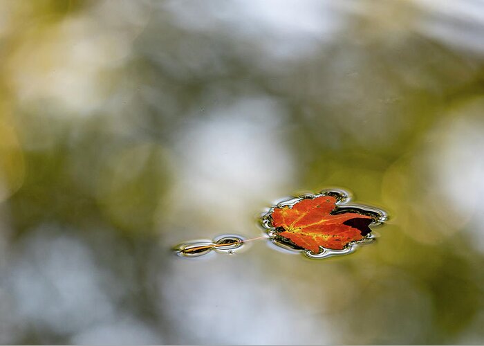 Autumn Greeting Card featuring the photograph Twin Lakes Gold by Kevin Suttlehan