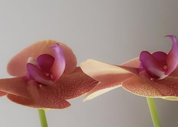 Twin Orchid Greeting Card featuring the photograph Twin Orchids by Christina McGoran