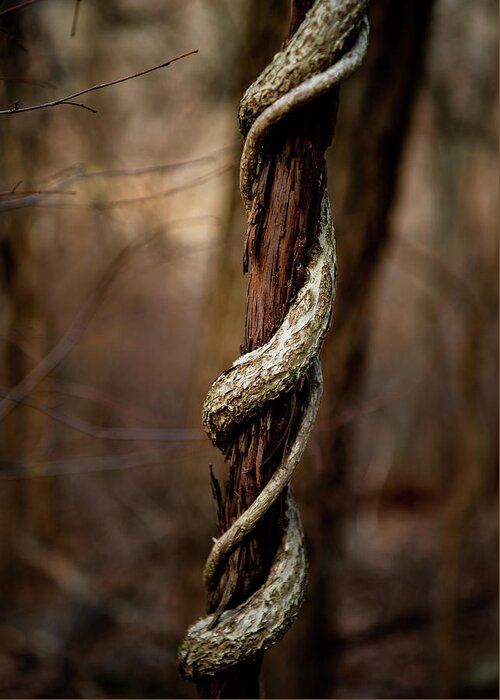 Nature Greeting Card featuring the photograph Twisted Growth by Rose Guinther