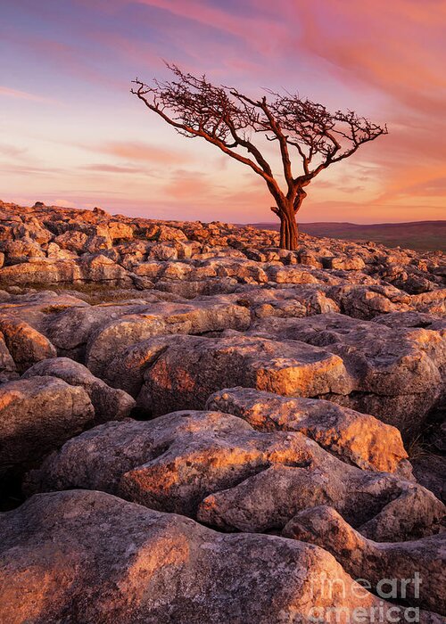 Yorkshire Dales Greeting Card featuring the photograph Twisted tree in Limestone pavement at Twistleton Scar, Ingleton, Yorkshire Dales National Park,UK by Neale And Judith Clark