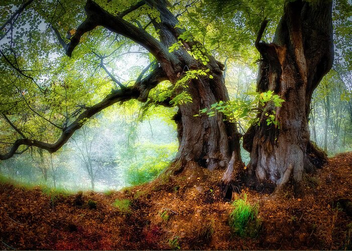 Trees Greeting Card featuring the photograph Two beech trees by Remigiusz MARCZAK