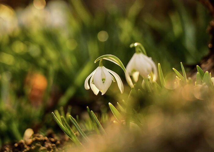 Galanthus Nivalis Greeting Card featuring the photograph Galanthus nivalis at spring by Vaclav Sonnek
