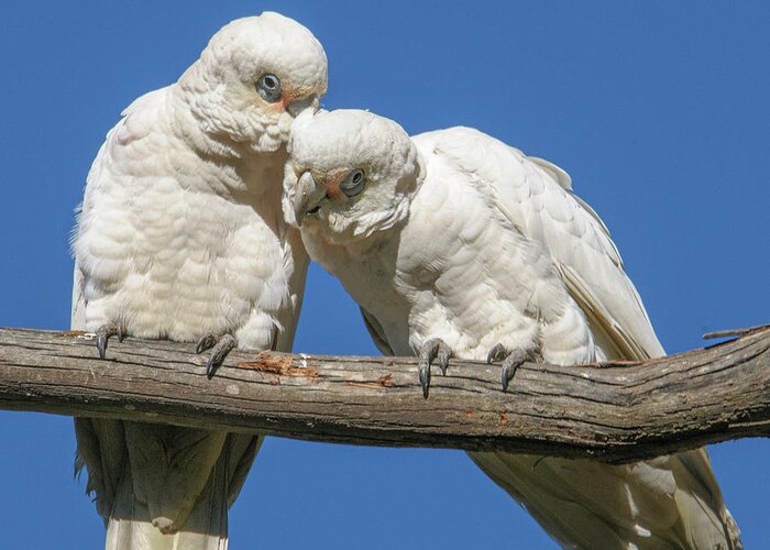 Bird Greeting Card featuring the photograph Two Corellas by Werner Padarin
