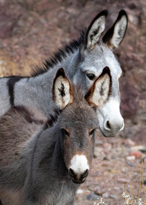 Burro Greeting Card featuring the photograph Two Cuties by Mary Hone