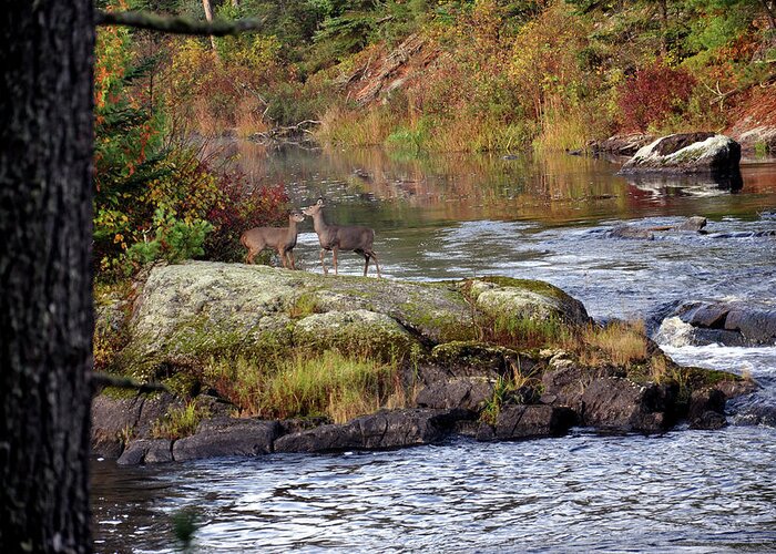 Wildlife Photography Greeting Card featuring the photograph Two white tail deer at the Vermillion River by Rick Hansen