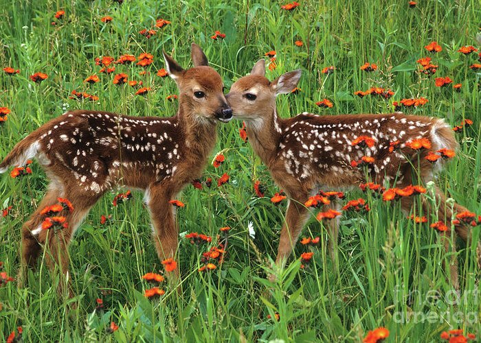 Deer Greeting Card featuring the photograph Two Fawns Talking by Chris Scroggins