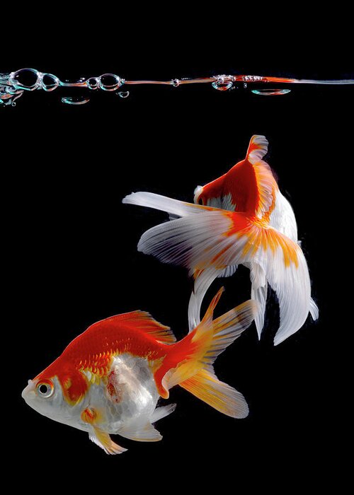 Fish Greeting Card featuring the photograph Two Goldfish by John Manno
