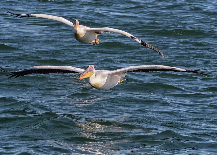 Great White Pelican Greeting Card featuring the photograph Two Great White Pelican Flying by Belinda Greb