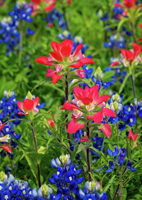 Texas Wildflowers Greeting Card featuring the photograph Two of a Kind by Lynn Bauer