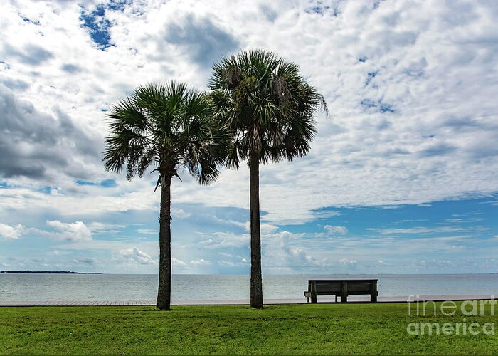 Two Greeting Card featuring the photograph Two Palms on Pensacola Bay by Beachtown Views