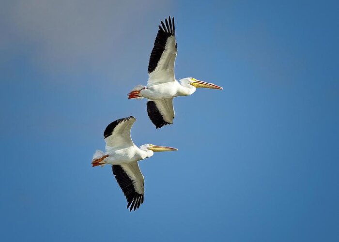 American White Pelican Greeting Card featuring the photograph Two Soaring Overhead by Ronald Lutz