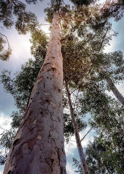 Eucalyptus Greeting Card featuring the photograph Under the Eucalyptus Trees by Alison Frank