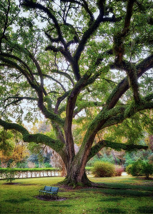 Natchez Greeting Card featuring the photograph Under the Live Oak Tree by Susan Rissi Tregoning
