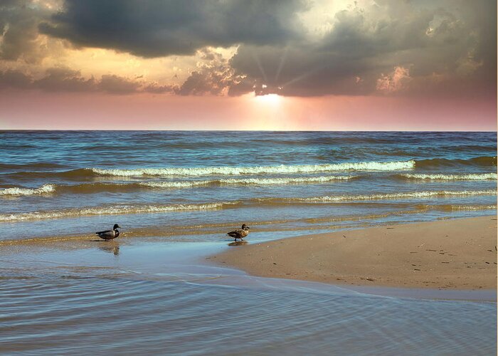 Riga Gulf Greeting Card featuring the photograph Ducks Under The Pink Rays Of Sun Latvia by Aleksandrs Drozdovs