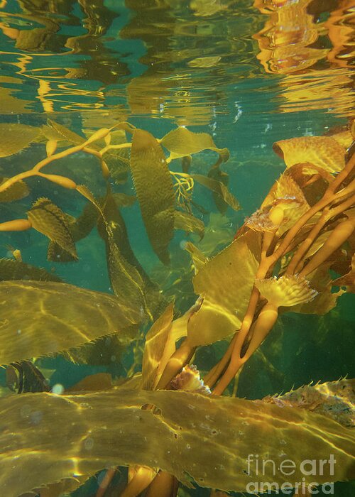 Alaska Greeting Card featuring the photograph Underwater View of Giant Kelp by Nancy Gleason