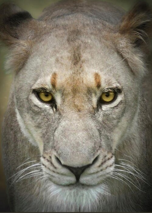 Lioness Greeting Card featuring the photograph Unstoppable a Lioness Portrait by Rebecca Herranen