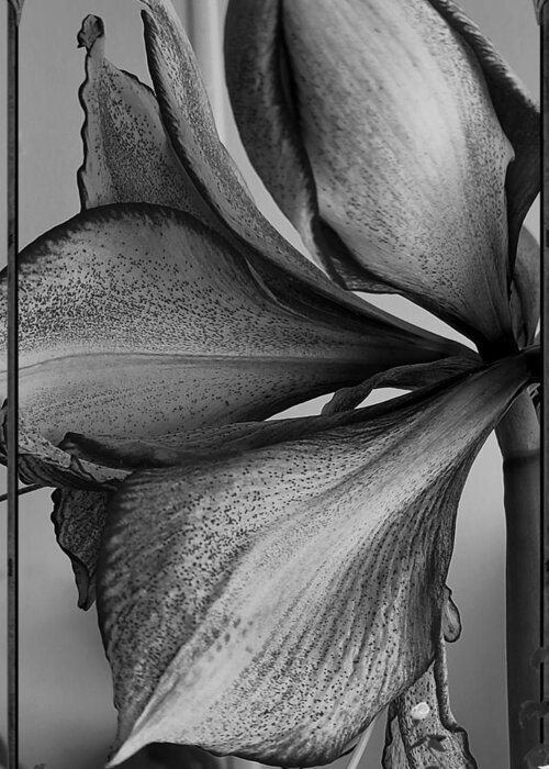 Flower Greeting Card featuring the photograph Up close in black and white by Kim Galluzzo