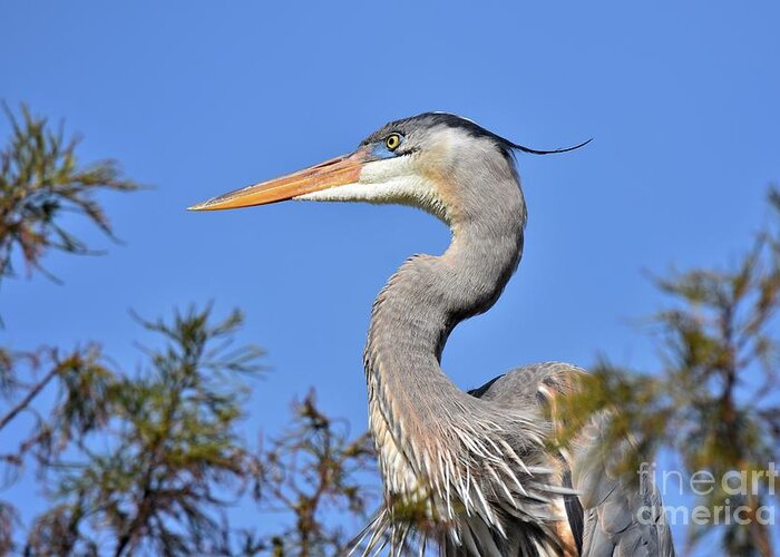 Great Blue Heron Greeting Card featuring the photograph Up High by Julie Adair