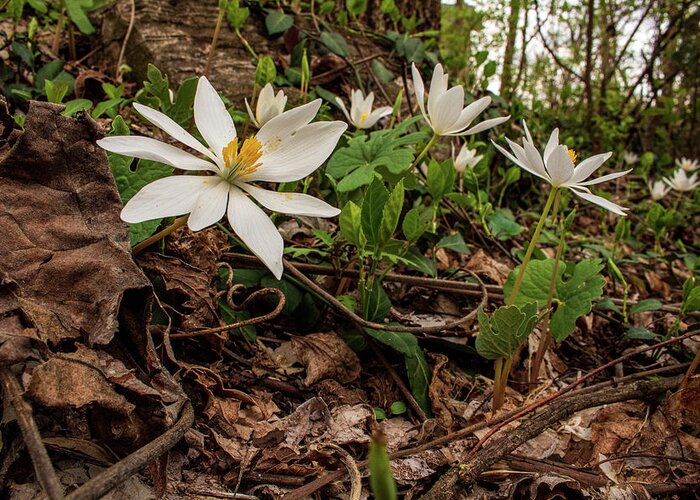 Bloodroot Greeting Card featuring the photograph Uphill in the Woods by Cynthia Clark