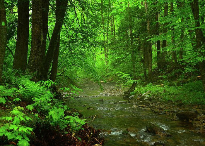 Upper Dunnfield Creek Spring Green And Rain Shine Greeting Card featuring the photograph Upper Dunnfield Creek Spring Green and Rain Shine by Raymond Salani III
