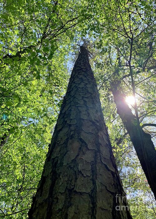 Tree Bark Greeting Card featuring the photograph Upward by Jody Frankel