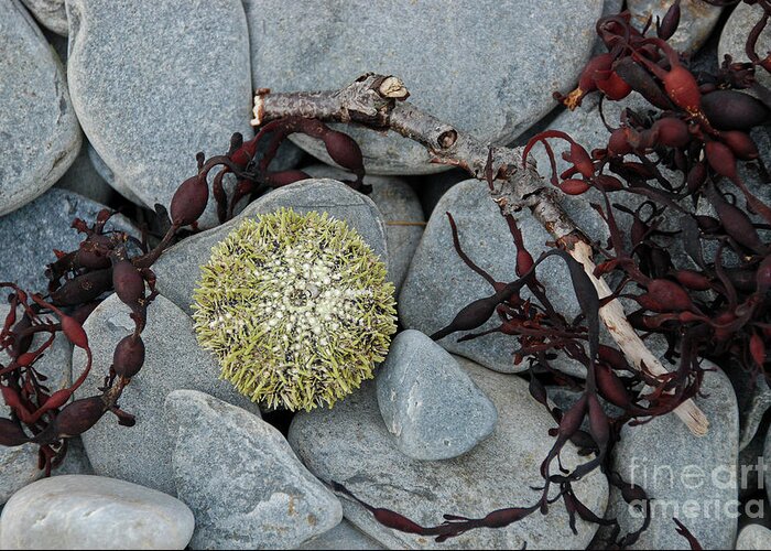 Animal Greeting Card featuring the photograph Urchin and Kelp on Rocks by Nancy Gleason