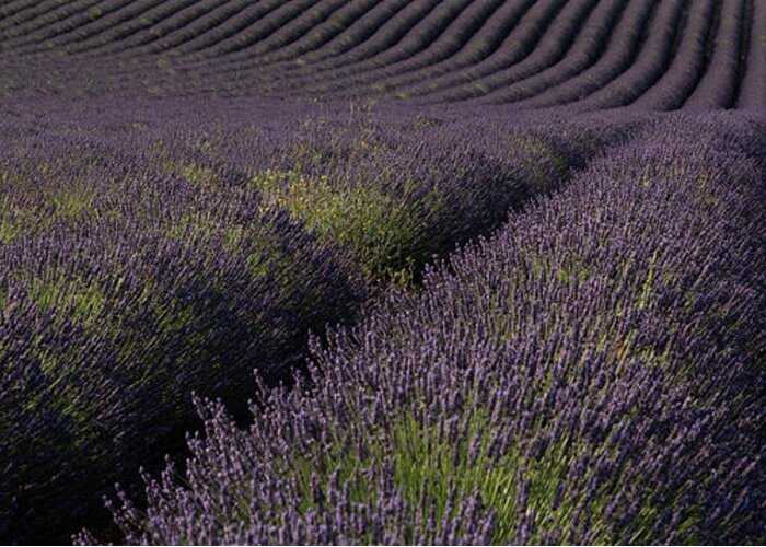 Valensole Plateau Greeting Card featuring the photograph Valensole Plateau by Rob Hemphill