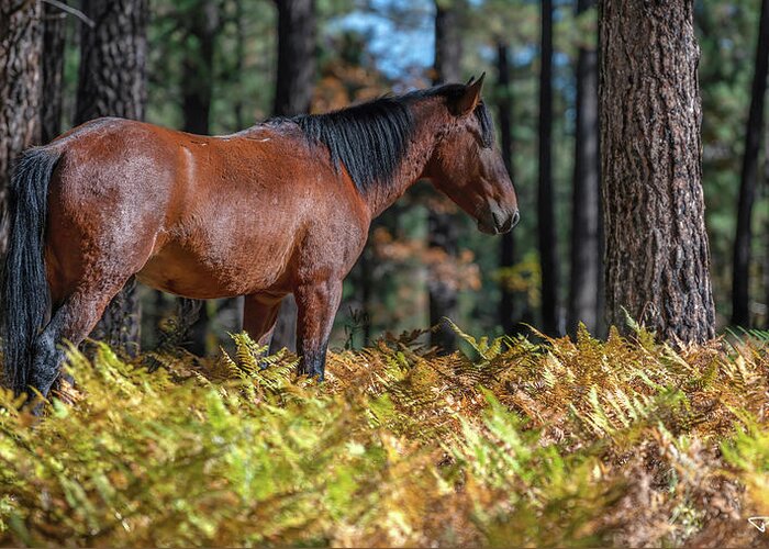 Stallion Greeting Card featuring the photograph Valley of Ferns. by Paul Martin