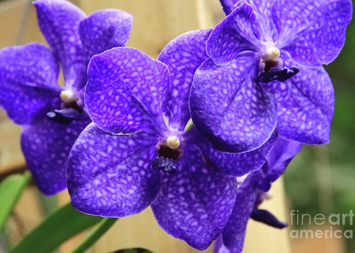 China Greeting Card featuring the photograph Vanda Orchid II by Tanya Owens