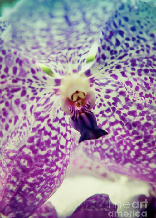 Singapore Greeting Card featuring the photograph Vanda Orchid in Blue by Tanya Owens