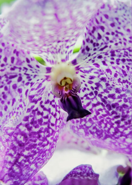 Singapore Greeting Card featuring the photograph Vanda Orchid by Tanya Owens