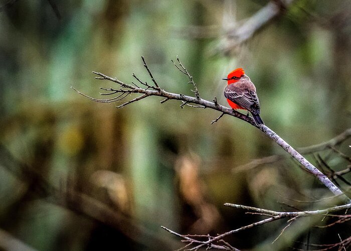 Bird Greeting Card featuring the photograph Vermillion Flycatcher at Brazos Bend by David Morefield