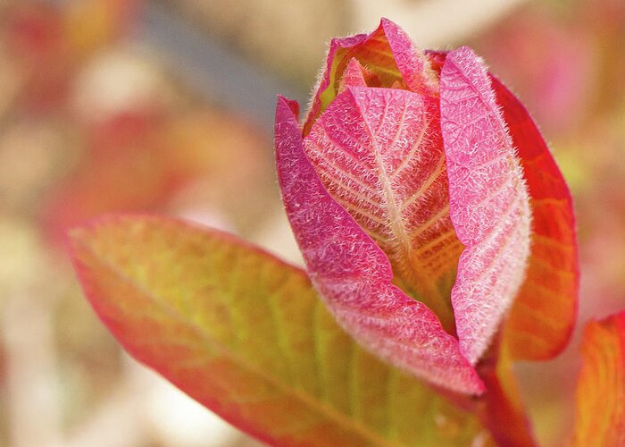 Garden Greeting Card featuring the photograph Vibrant Red and Green Plant by Auden Johnson