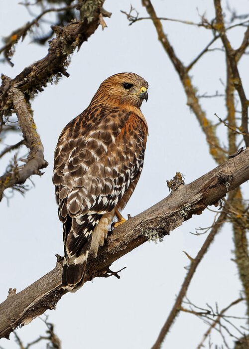 Kj Swan Birds Greeting Card featuring the photograph Vibrant - Red-shouldered Hawk by KJ Swan